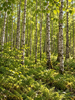HOUSE OF 3 II · 03 WILD SUMMIT – Scharfer Blick in einen sonnigen Birkenwald