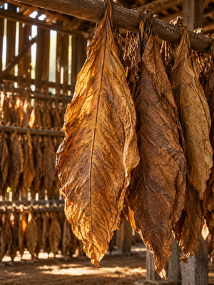 SMOKED VANILLA – Getrocknete Tabakblätter im warmen Licht einer Trockenscheune.